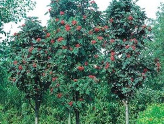 Ćwierć tysiąca nowych drzew Gdańsku