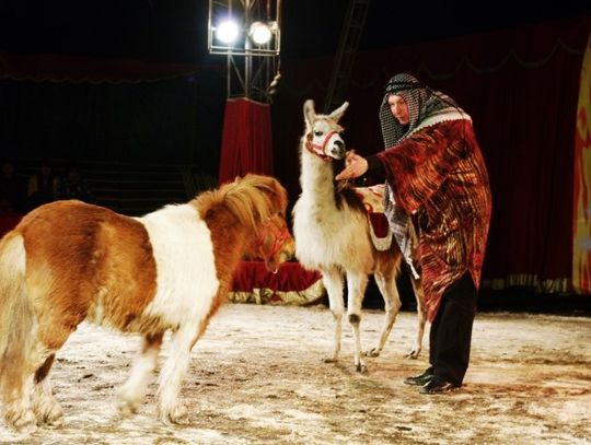 Cyrk Europa z barwnym widowiskiem - amerykańska krowa, tygrysy bengalskie i akrobaci