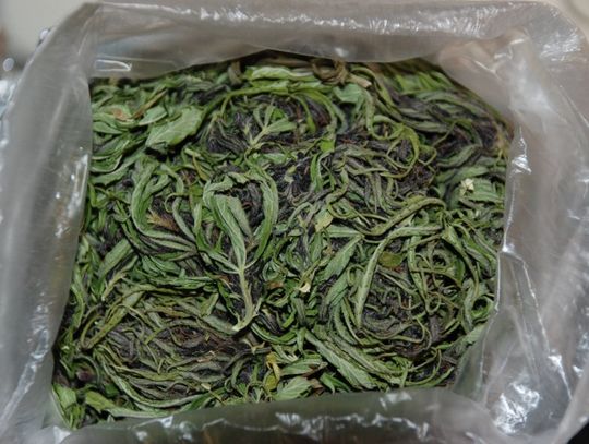 Czarny rynek bez 2,5 kg trawki. Hodował konopie indyjskie w beczce