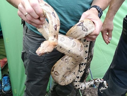 Czeska turystka w namiocie odkryła ... dwumetrowego węża boa.