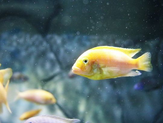 Czy akwarystyka to hobby dla ciebie?