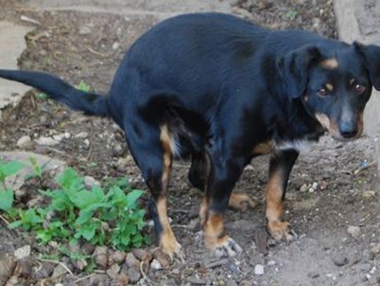 Czy drażni cię taki widok z okna? Trawniki pełne psich "niespodzianek"