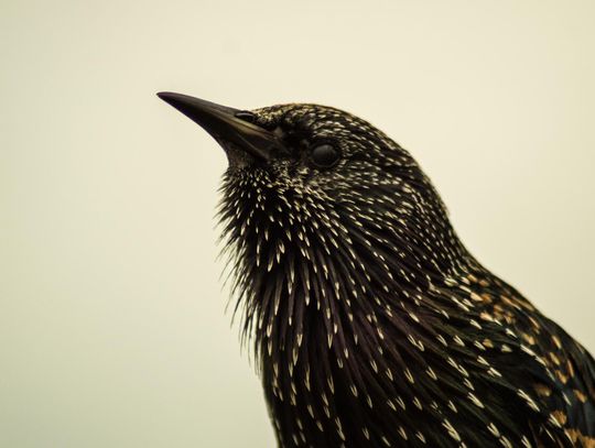 Czy kuny atakują tylko zimą? Kiedy stosować najlepszy odstraszacz na kuny? Czy kuny atakują tylko zimą? Kiedy stosować najlepszy odstraszacz na kuny?