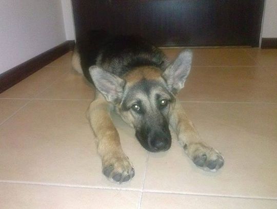 Czy wiesz do kogo należy ten zagubiony pies?