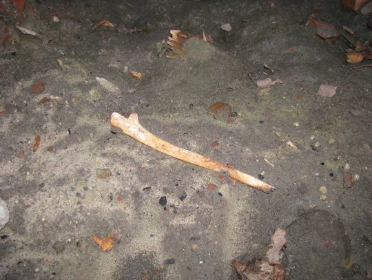 Czyje szczątki malborskie? Poszukiwania w niemieckich archiwach