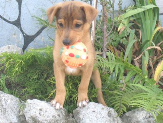 Darmowe czipowanie psów