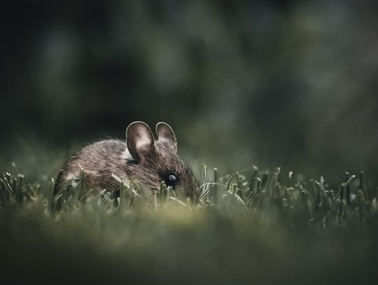 Deratyzacja - jak ją przeprowadzić?