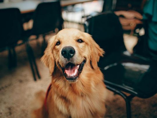 Dieta dla psa z wrażliwym układem pokarmowym – co wybrać?