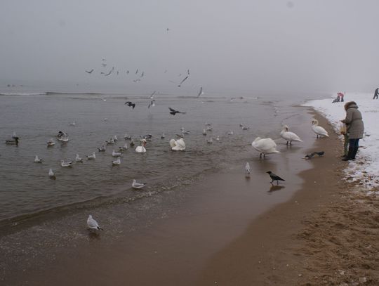 Dla zdrowia i relaksu w zimnym Bałtyku. Morsy z "Krętej" po raz 50!