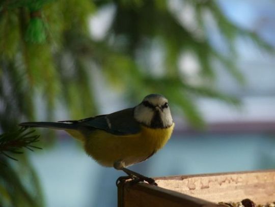 Dlaczego bocian nie zjada żab? Obserwacja on-line karmnika dla ptaków to wielka satysfakcja
