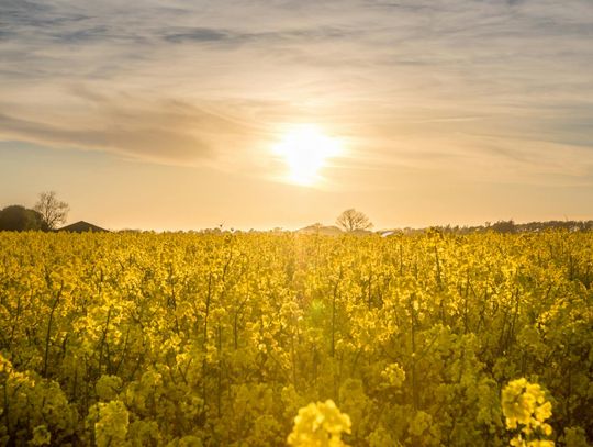 Dlaczego warto regulować rzepak jesienią?