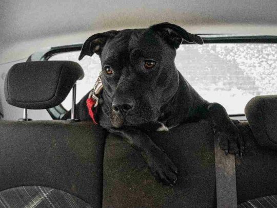 Długa podróż samochodem z psem