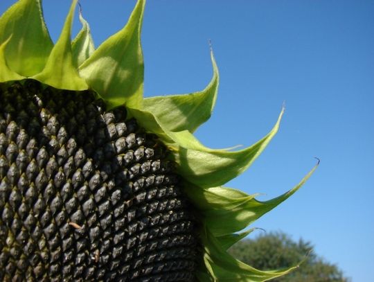 Doceń osoby z Twojego otoczenia - Zgłoś swoich kandydatów do nagrody „Słonecznik 2014” 