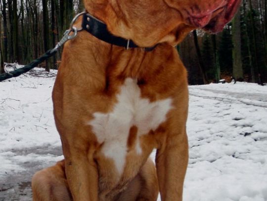 Dog de bordeux - bomba atomowa do zastraszania