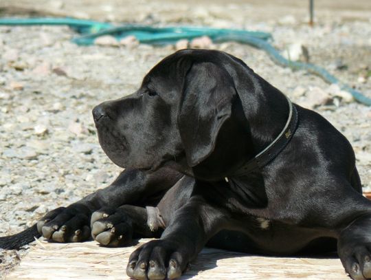 Dog niemiecki - pacyfistyczny Apollo o wielkim sercu