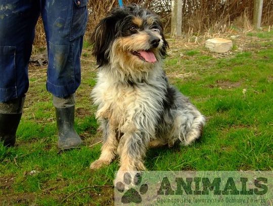 Dole i niedole Schroniska dla Bezdomnych Zwierząt