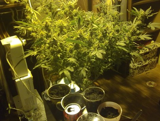 Domowa hodowla konopii indyjskich