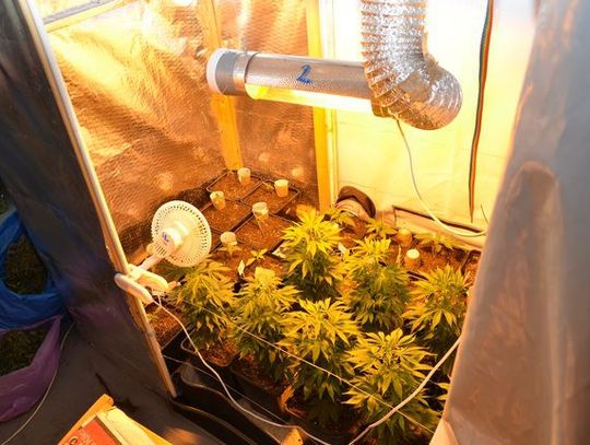 Domowa hodowla marihuany