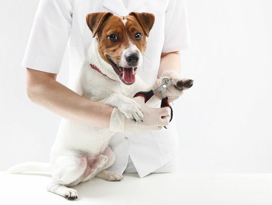 Domowa pielęgnacja psa - podstawowe zabiegi