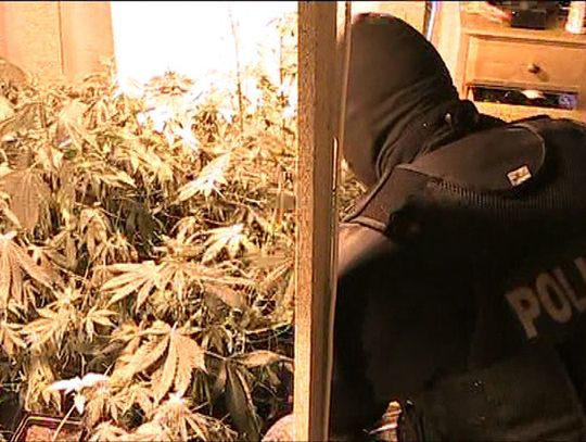 Domowa plantacja - 60 krzaków na kilogram "trawki"