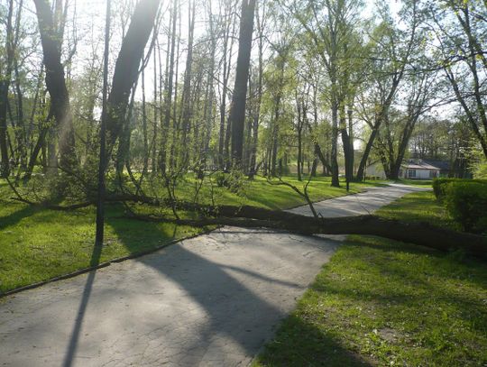 Dosłownie jeden krok od tragedii. W parku runęło drzewo