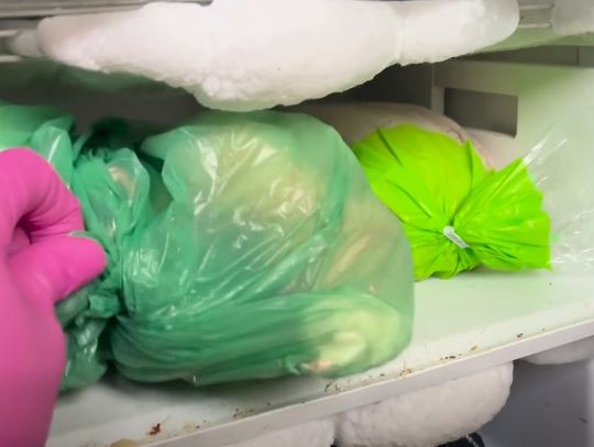 [DRASTYCZNE NAGRANIE] Kocie zwłoki w zamrażalniku. 28 zwierzaków odebranych z pseudohodowli