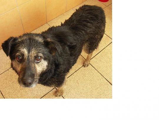 Dryfujący na krze pies