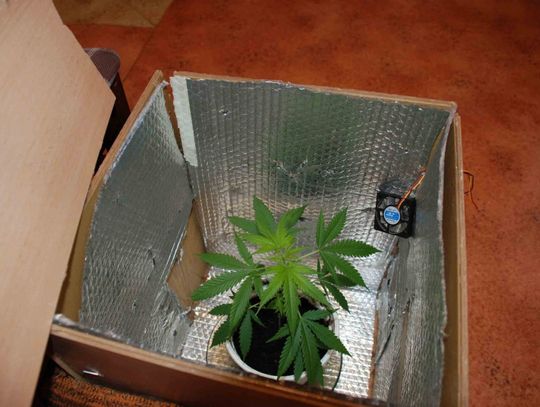 Drzewko konopii indyjskich w pufie - oświetlane żarówką