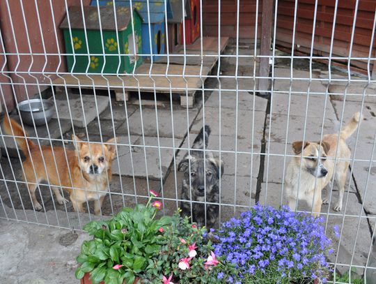 Dzień otwarty schroniska w Tczewie już w najbliższą niedzielę