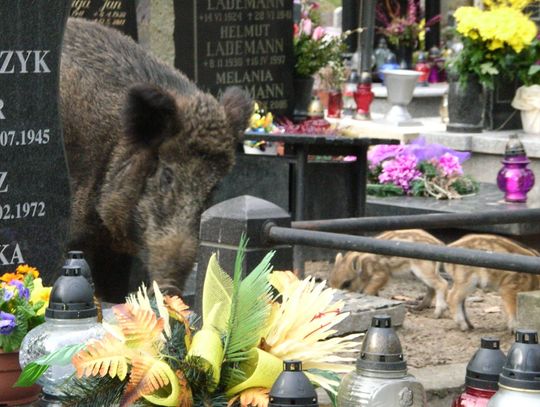 Dziki na cmentarzu w Gdyni – Witominie