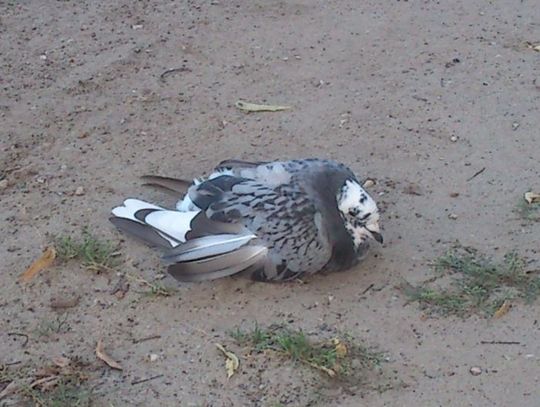 Dzikie muszą radzić sobie same. Gdy znajdziesz rannego ptaka…