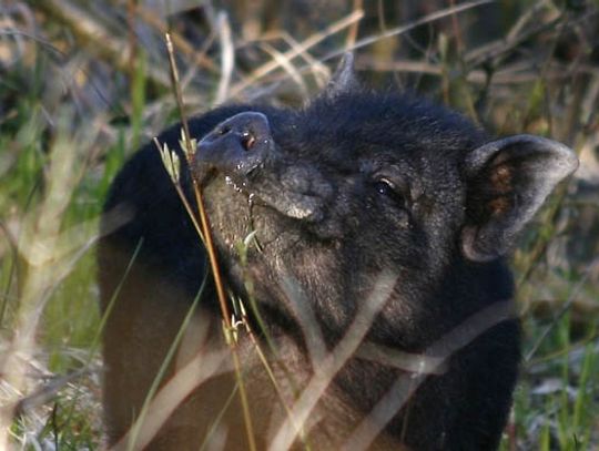Dziwne zwierzę jak z... bajki 