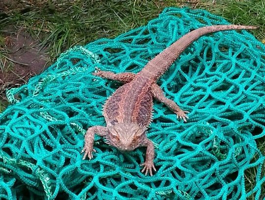 Egzotyczna jaszczurka w Ujeścisku