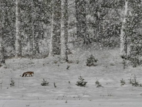 Ekologia w obiektywie - wygrał samotny lis 