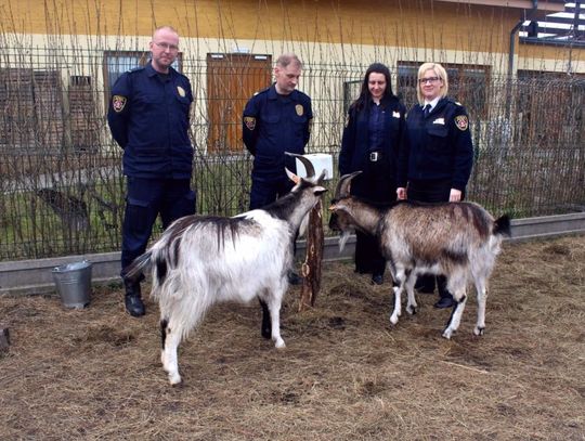 Ekopatrol zaopiekuje się małym zoo przy hospicjum św. Wawrzyńca