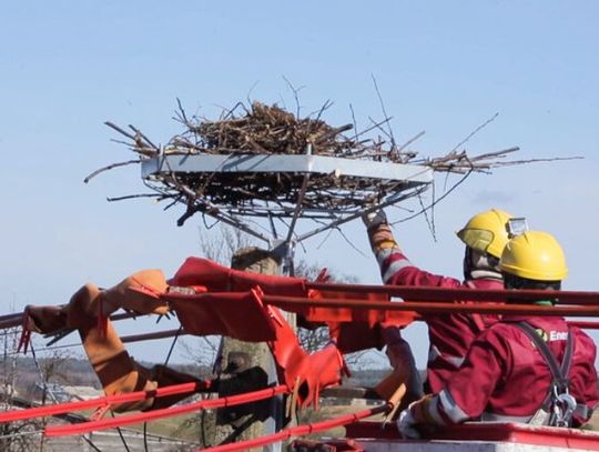 Energa dla bocianów od ponad 25 lat