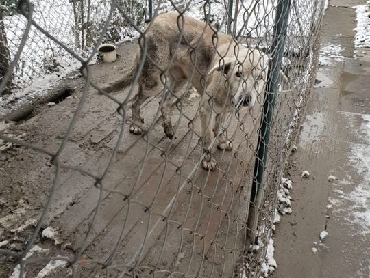 Fatalne odkrycie w podtczewskiej wsi. Wychudzony pies „leczył się sam po wypadku”