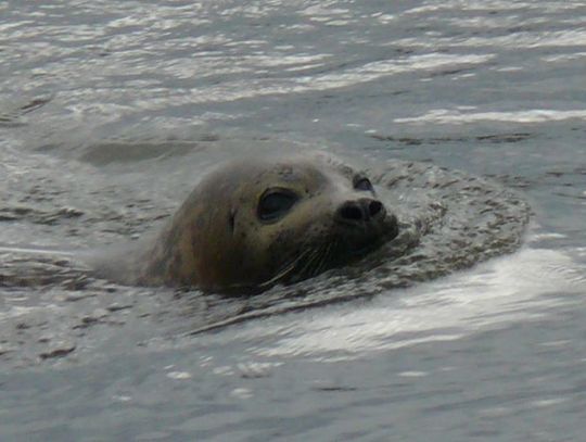 Foce spodobał się… Gniew