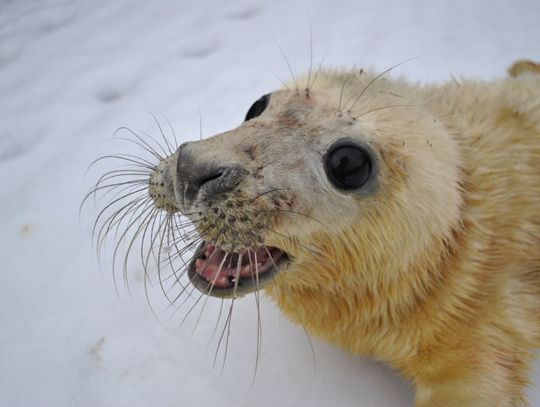 Foka Koga z USG już na świecie