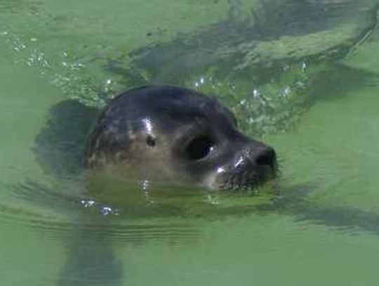 Foki pospolite w Ujściu Wisły