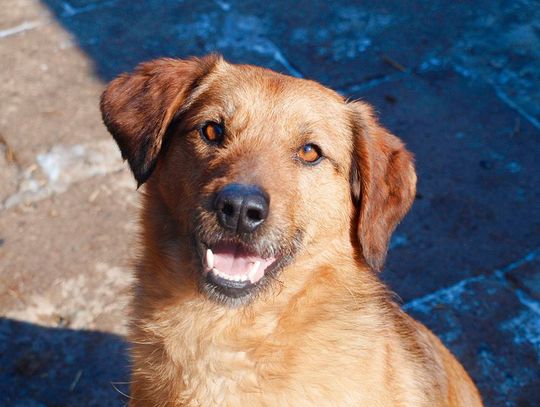 [FOTO] Chcesz znaleźć najlepszego przyjaciela? Czeka na Ciebie w schronisku