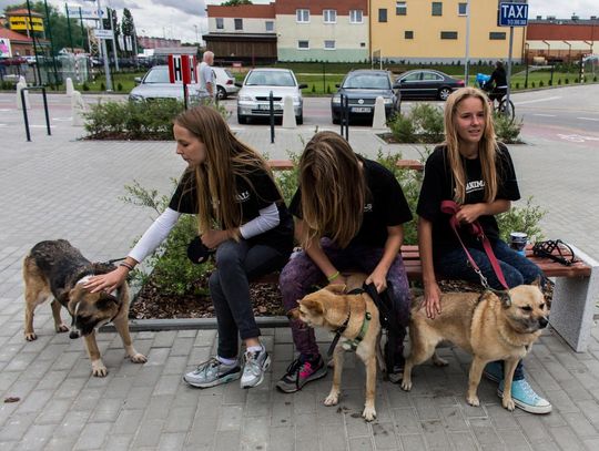 FOTO: Lipcowy Spacer Przyjaźni - zobacz jak mieszkańcy pomagają bezdomnym psiakom!