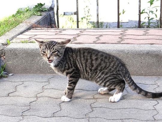 Gdańsk ratuje bezdomne koty i liczy ich domki