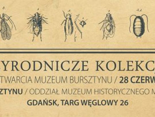 Gdańskie przyrodnicze kolekcje bursztynu