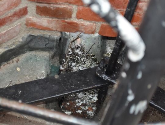 Gdy sąsiad dokarmia ptaki...