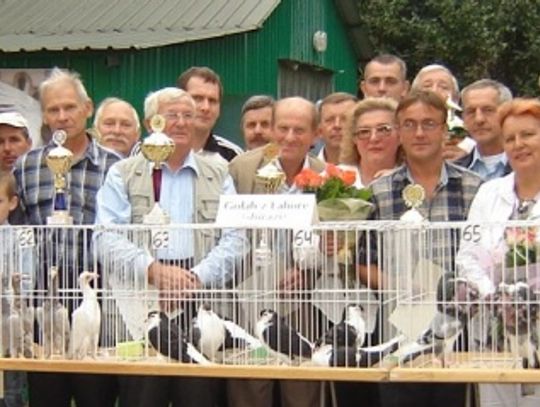 Gołębie - wszystkie piękne i zadbane