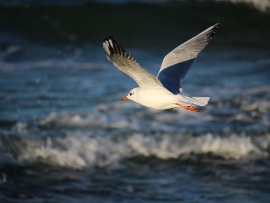 Góry, mazury, a może nad morze? Czyli gdzie spędzić letni urlop?