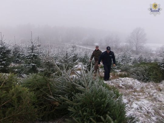Handel choinkami pod nadzorem