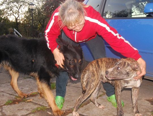 Historia przyjaźni wilczura Egona i porzuconej amstaffki Soni