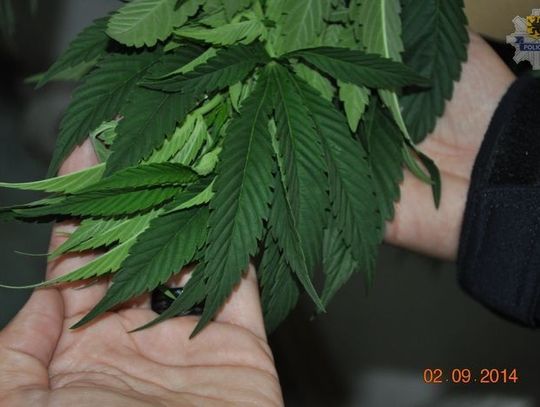 Hodował przed domem marihuanę